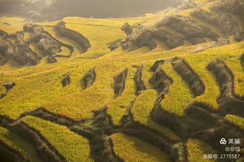在希望的田野上,中国最美云和梅源梯田