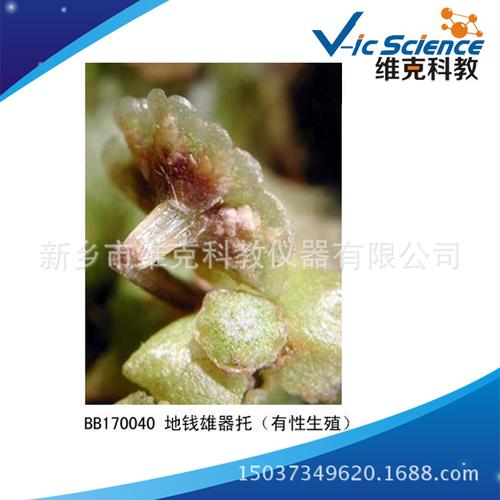 【限时大促】地钱雄器托纵切 生物切片 植物类 苔癣类 显微镜用