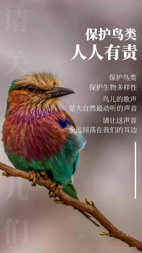 国际爱鸟日| 这些 "鸟事",你了解多少?_鸟类