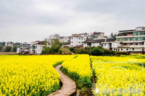 赣州市于都县迳坑村,油菜花盛开在美丽的新农村,故乡的春天很美