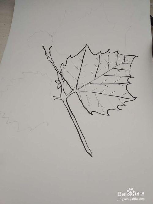 怎么画一张梧桐树叶梧桐树叶简笔画图片梧桐树的叶子画法植物简笔画