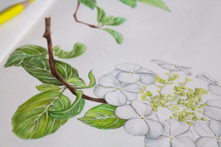 琼花|插画|商业插画|麦子的麦 - 原创作品 - 站酷 (zcool)