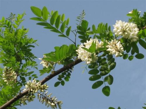 洋槐花图片