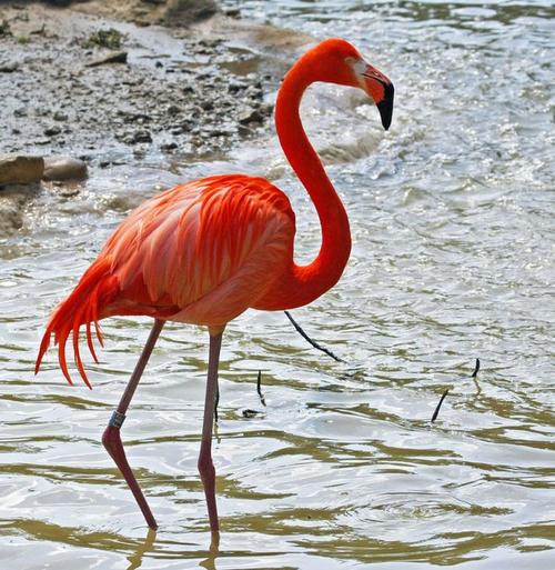 【flamingo】加勒比海红鹳
