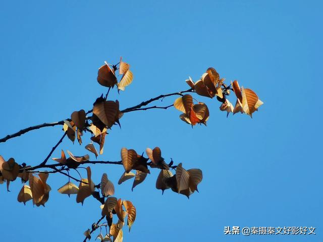 日本晚樱的叶黄了