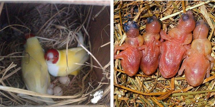 活体鸟幼鸟说话鸟宠物观赏鸟七彩文鸟活体手玩鸟珍珠鸟爱情相思鸟