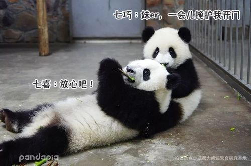 2014年在成都大熊猫繁育研究基地出生了一对姐妹花,七巧和妹妹七喜