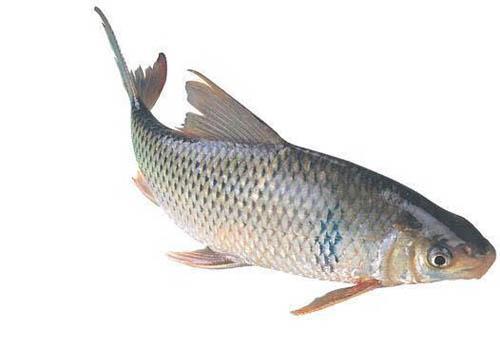 鲮鱼的功效与作用