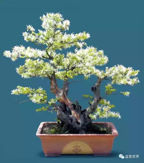 红胜火白如雪檵木盆景作品欣赏真好看