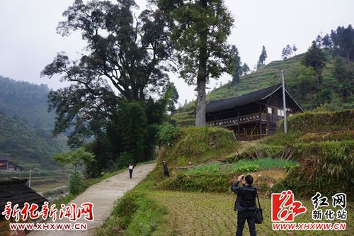 新化天门乡土坪村古庙旁发现古树群