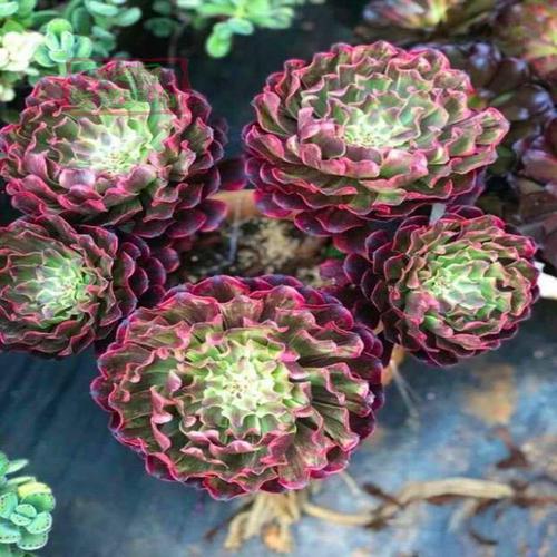 水墨画粉黛维纳斯植物法师变异多肉植物