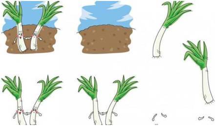 关于大葱的简单手抄报 简单手抄报