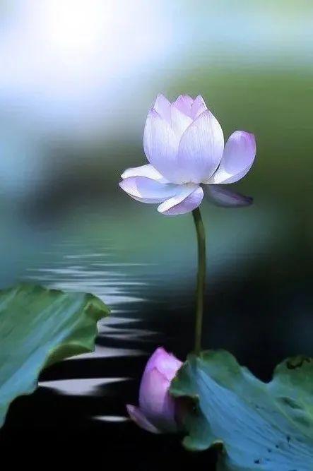 佛语晚安正能量的句子,睿智深刻,发人深省!