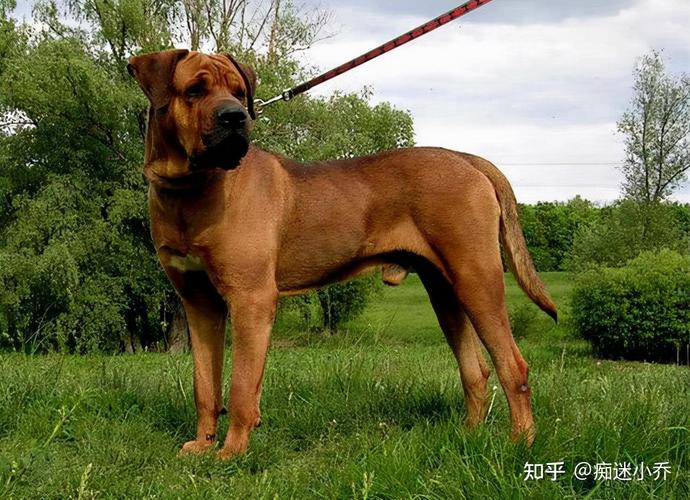 狗界最凶猛的七大恶犬凶到没朋友第一实至名归