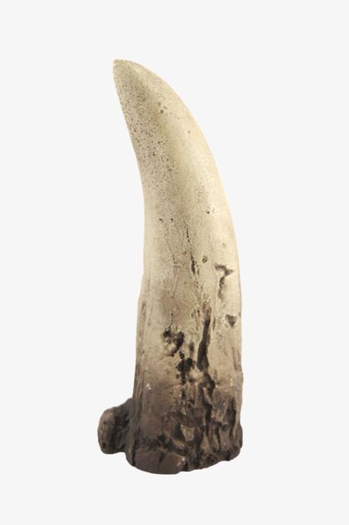 穿孔的霸王龙牙齿实物