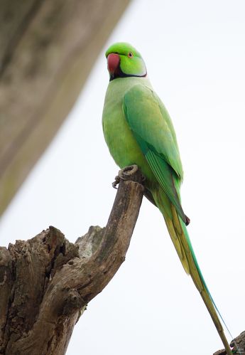 红领绿鹦鹉:窝边雌雄!祝鸟友周末快乐!
