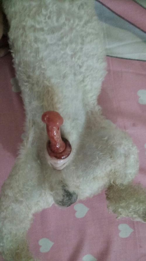 狗狗生殖器收不回怎么办