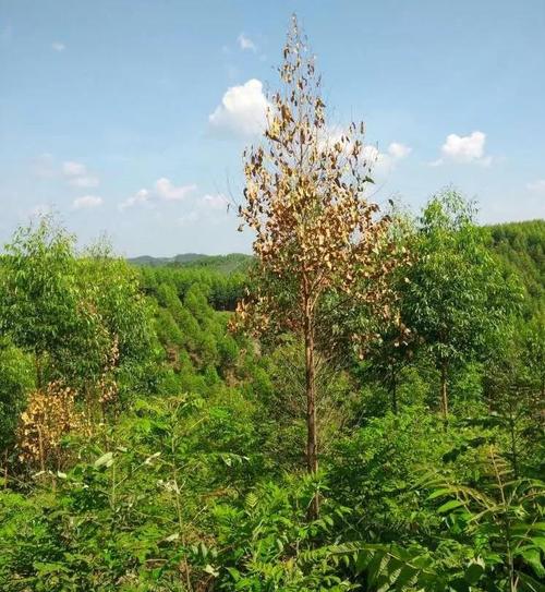 桉树主要病虫害及防治