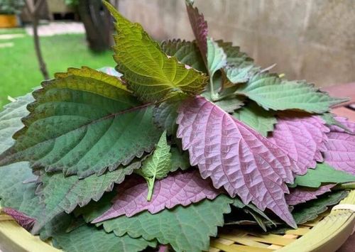 紫苏叶怎么保存