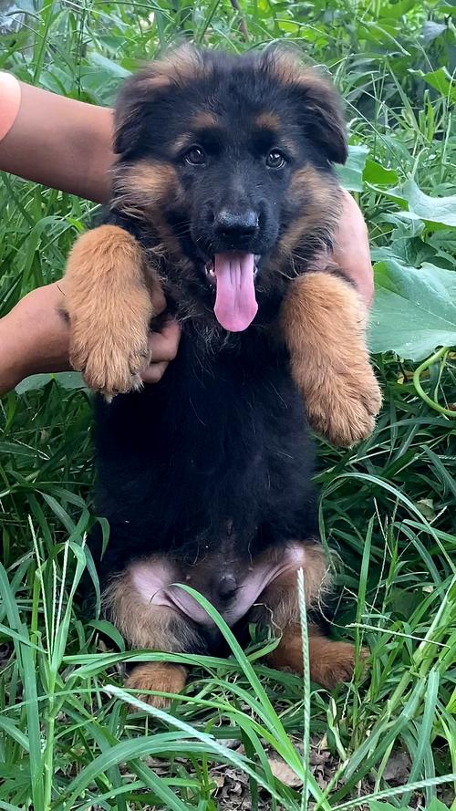 三个月中长毛德牧犬喜欢养德牧犬的朋友聊