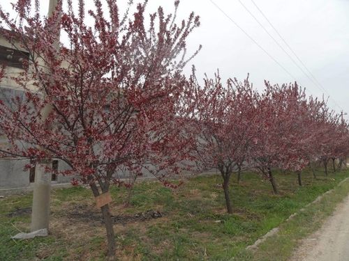 紫叶李的生长习性和形态特征介绍