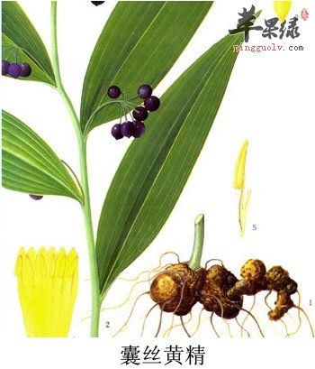 黄精的功效,黄精图片