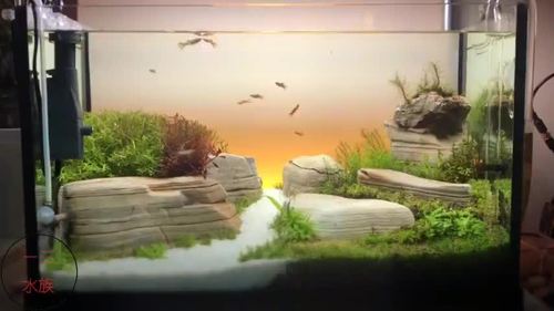 不会鱼缸造景总会摆石头吧千层石放进鱼缸一样是美景