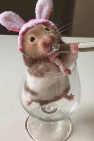 小仓鼠喝水两腿踩着杯子,真怕倒下,舔得太可爱了!