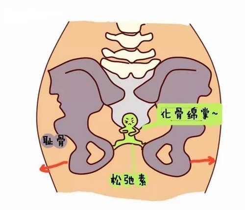 能让耻骨缝隙增大,子宫颈软化,但这却会让妈妈承受大腿根疼痛或酸痛