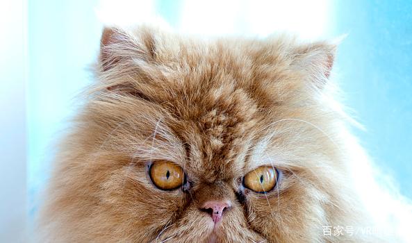 眼睛大且圆,眼色亮泽,双眼间距宽阔;(波斯猫瞳色为蓝色与琥珀色的一般