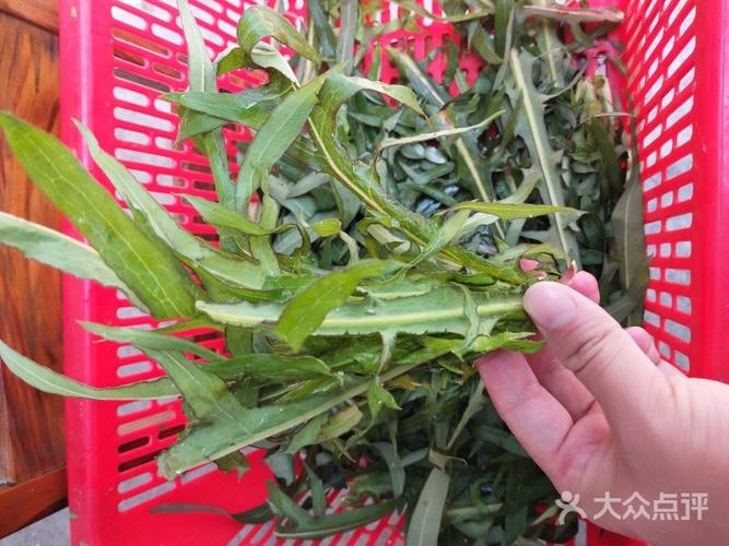 野菜4号:本地野苦麦