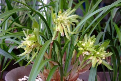 "3种兰花"养家里,满屋香飘上"档次",还越养越值钱!