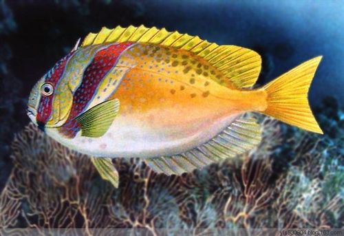 罕见的海洋美鱼------ - 云雾青山 - 云雾青山博客