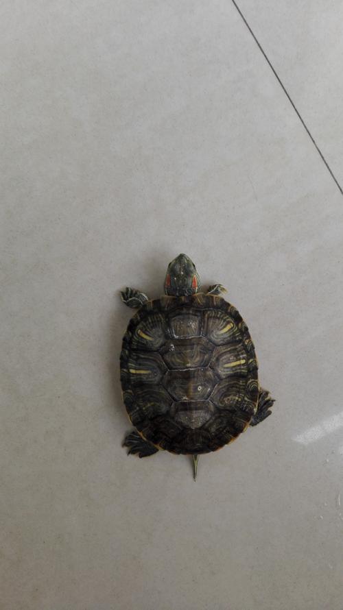 这个是水龟还是陆龟?