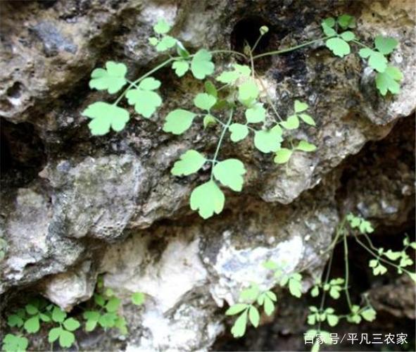 这种野草不要破坏掉长在岩石上比雪莲还要珍贵岩莲