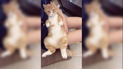 宝宝拽住猫尾巴猫咪温柔很小心不敢咬小主人