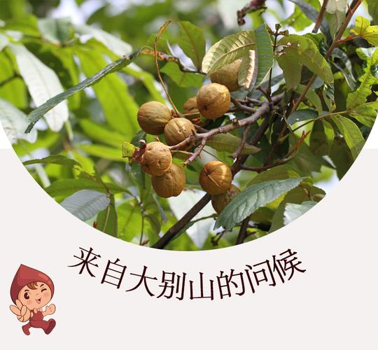 新品大别山特产坚果零食小吃胡桃仁奶油味山核桃仁168克罐装包邮