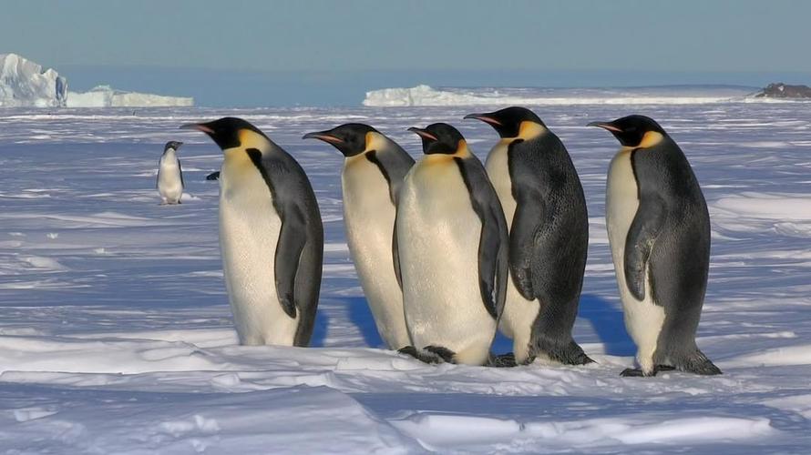 企鹅群里有特务