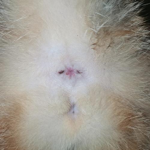 猫好像得了肛门腺炎怎么办啊