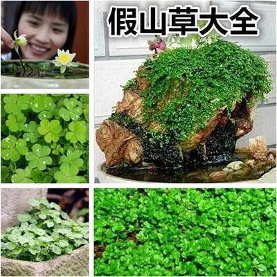 吸水石专用草籽鱼缸草微景观 盆景珍珠草种 假山草种子 爬藤植物