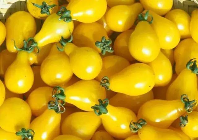 圣女果,千禧,番茄看了这篇文章,你不会在傻傻分不清了