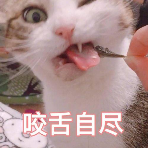 猫咪表情包接下来你是不是要凶我了