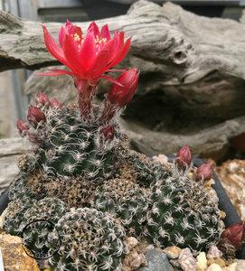 乌艳丸 方便面 lobivia ochielena 丽花 1.5-2厘米 稀有 仙人球