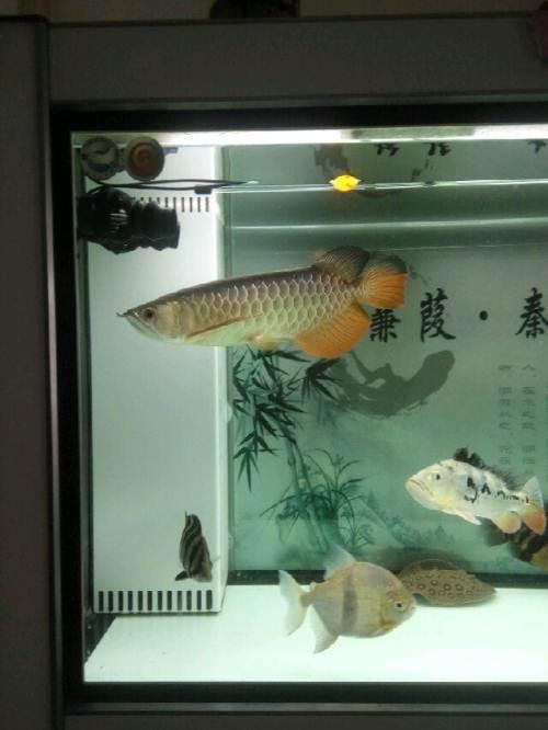 蓝底高背金龙便宜出