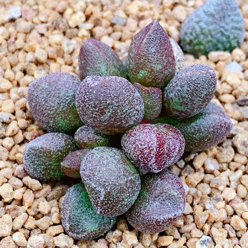 原始玛丽安 多肉 进口 水泡 稀有水泡 贵货水泡 小红嘴玛丽安