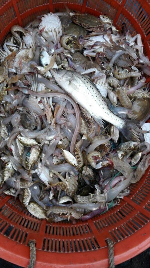 温州苍南鱼寮渔村,乘船出海捕鱼,自己动手,最新鲜的海鲜大餐.