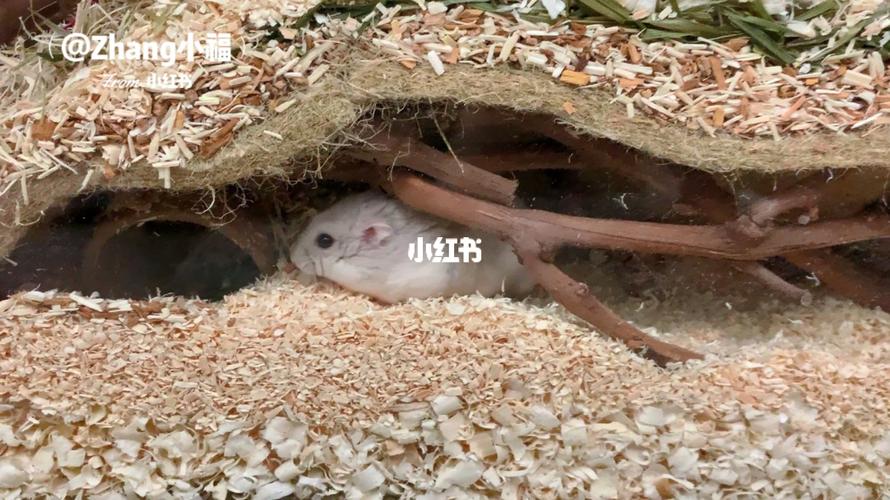 做了个葡萄藤偷窥洞穴_仓鼠_bv_仓鼠笼造景_宠物_宠物