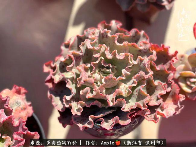 疫情当下,不能回家过年,思乡心切,多肉解忧!