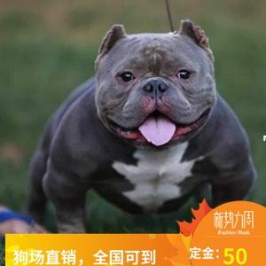 纯种美国恶霸犬幼犬活体比特犬萨摩哈士奇斗牛犬藏獒松狮宠物狗狗