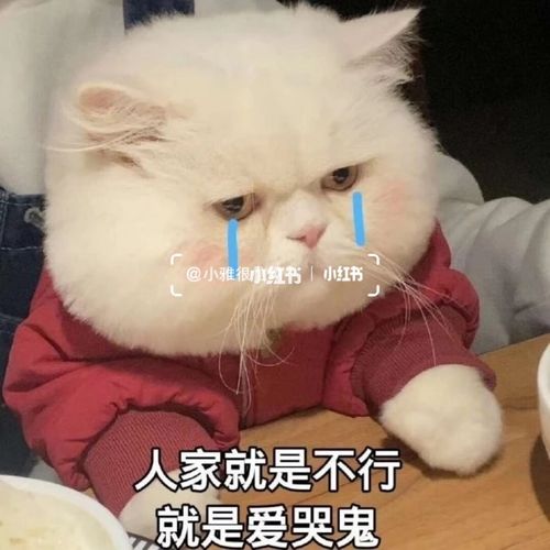 表情包_猫咪_可爱鼻殚包